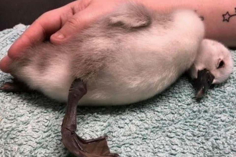 Intentan identificar al runner que pateó a un cisne bebé y le provocó daño cerebral