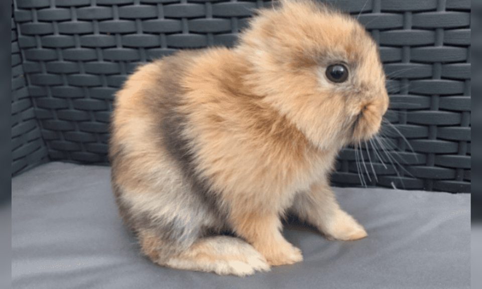 Bunny, el conejo sin orejas que se ganó el corazón de las redes