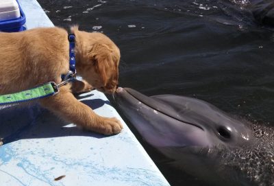 Un perro y un delfín volvieron a verse después de seis años