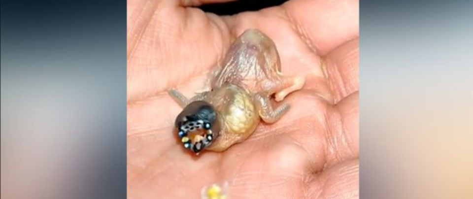 Encontró una escalofriante criatura y descubrió que se trataba de un exótico animal