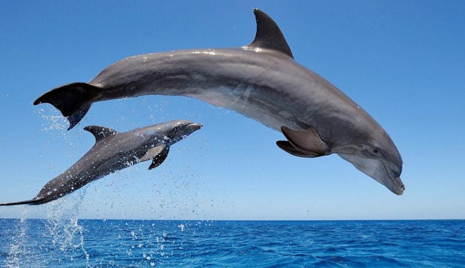 Descubren que los delfines no necesitan de sus madres para alimentarse