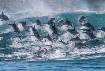 Reto viral: encontrar a todos los delfines (imposible no, pero casi)