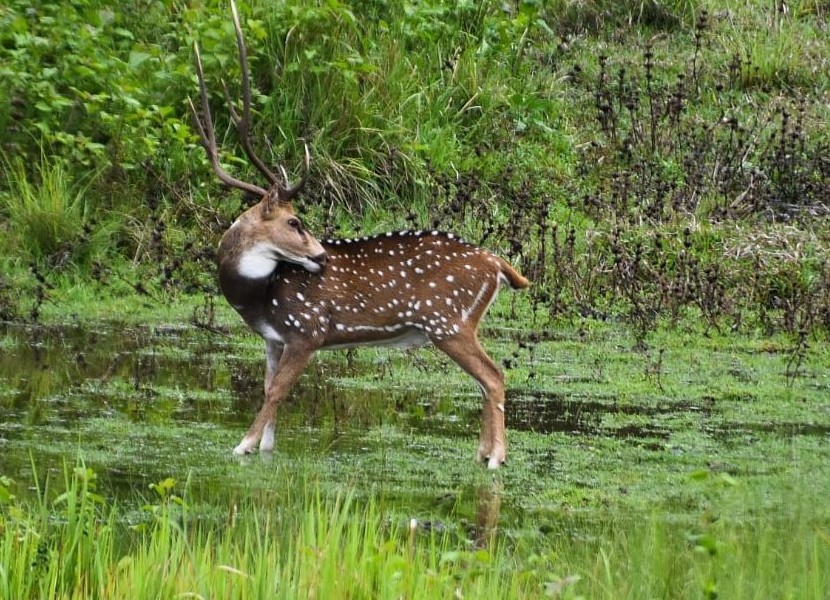 “¿Dónde está el tigre?”: el acertijo visual que te sumergirá en un bosque (sin salida)