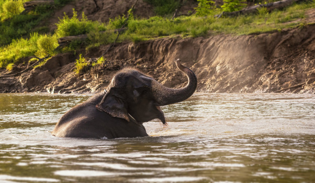 Video: un elefante creyó que su cuidador se ahogaba e intentó socorrerlo