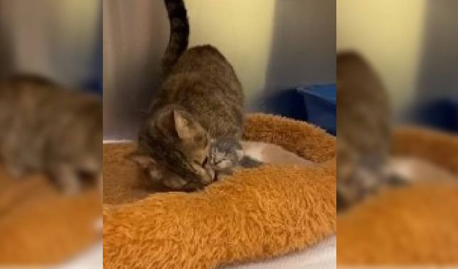 Video | El emotivo encuentro de una gata con sus crías tras escapar del ataque de unos perros