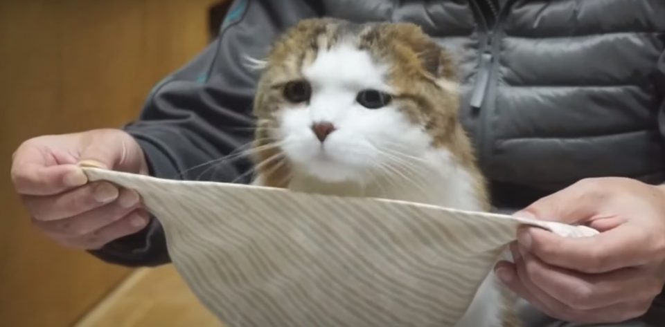 Un gato apoya su cabeza en cualquier lugar y enternece las redes