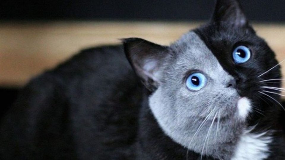 Un gato con cara bicolor (y ojos claros) fue papá con “sorpresa”