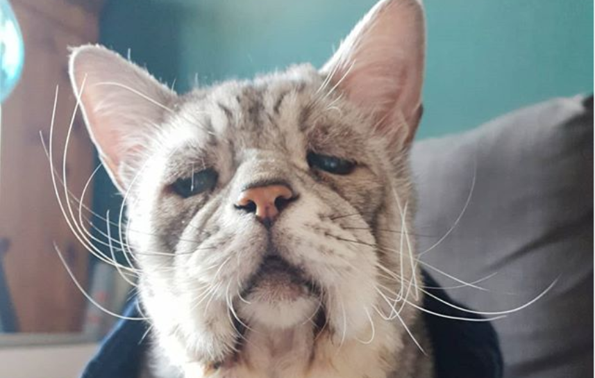 La conmovedora historia del gato tristón que padece una extraña condición genética