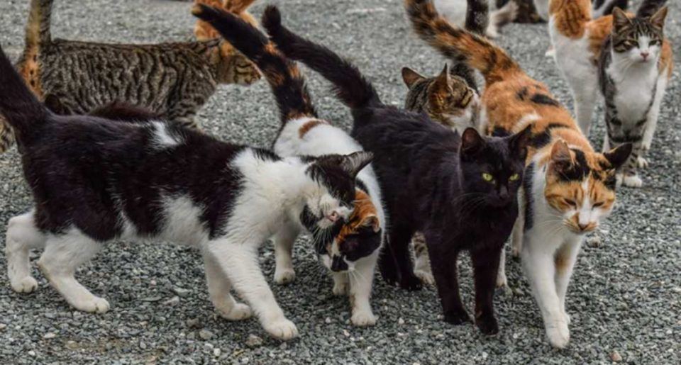 Video: cinco gatos entraron a un auto con las ventanillas bajas y armaron una “fiesta”