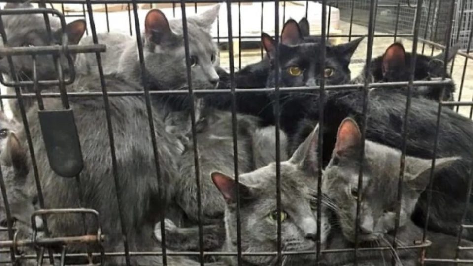 Rescataron a 700 gatos que iban a ser vendidos a restaurantes chinos para ser consumidos