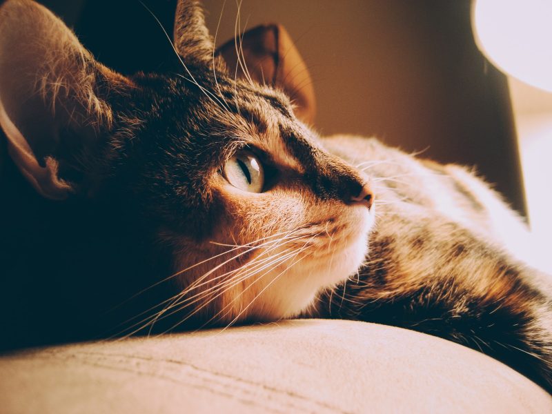 El gato más pequeño del mundo es el Singapura: conocé su historia