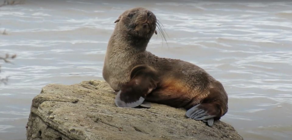 Un lobo marino se desorientó y nadó hasta Gualeguaychú