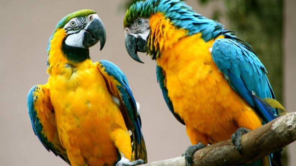 Un matrimonio torturó y asesinó a una nena de ocho años por liberar a cuatro loros