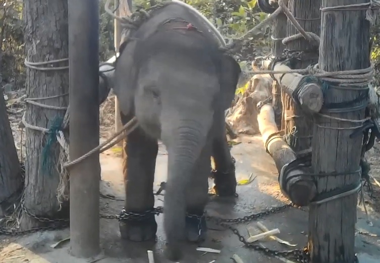 Una organización reveló las (impactantes) torturas que le realizan en Tailandia a elefantes para “adiestrarlos”