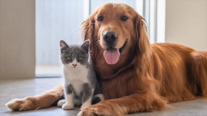 Armó un ingenioso plan para comer sin que sus mascotas la molesten