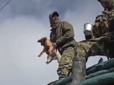 Maltrato animal: piden la renuncia de un militar que lanzó un perro al vacío