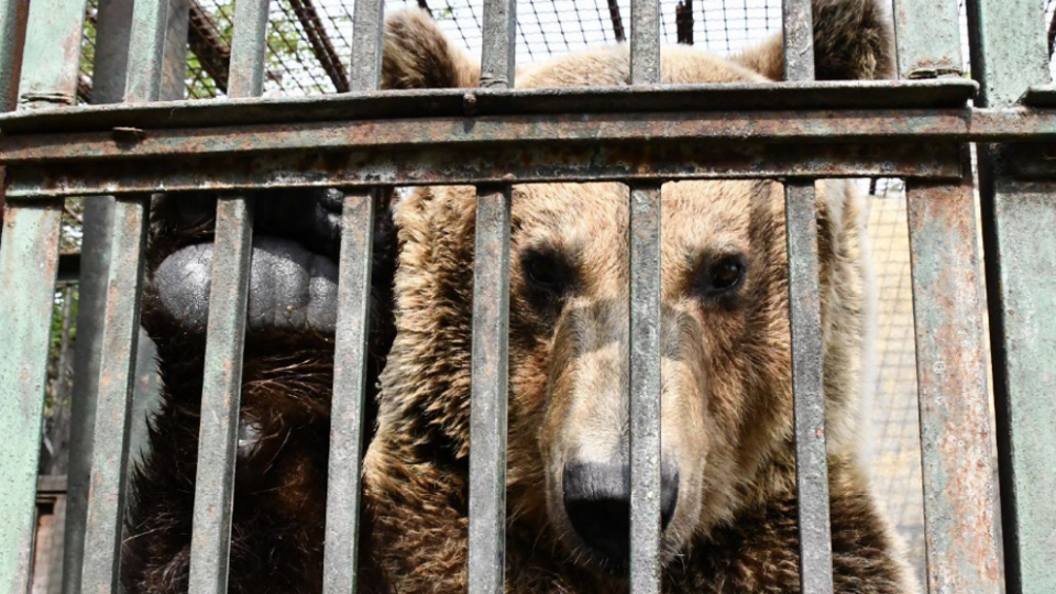 Un restaurante vende carne de osos cazados ilegalmente