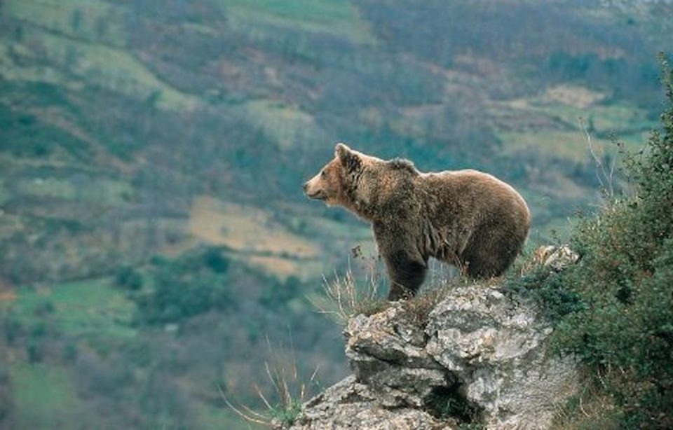 Tras el asesinato de un oso, una ONG ofrece 10 mil euros al que brinde información del brutal hecho