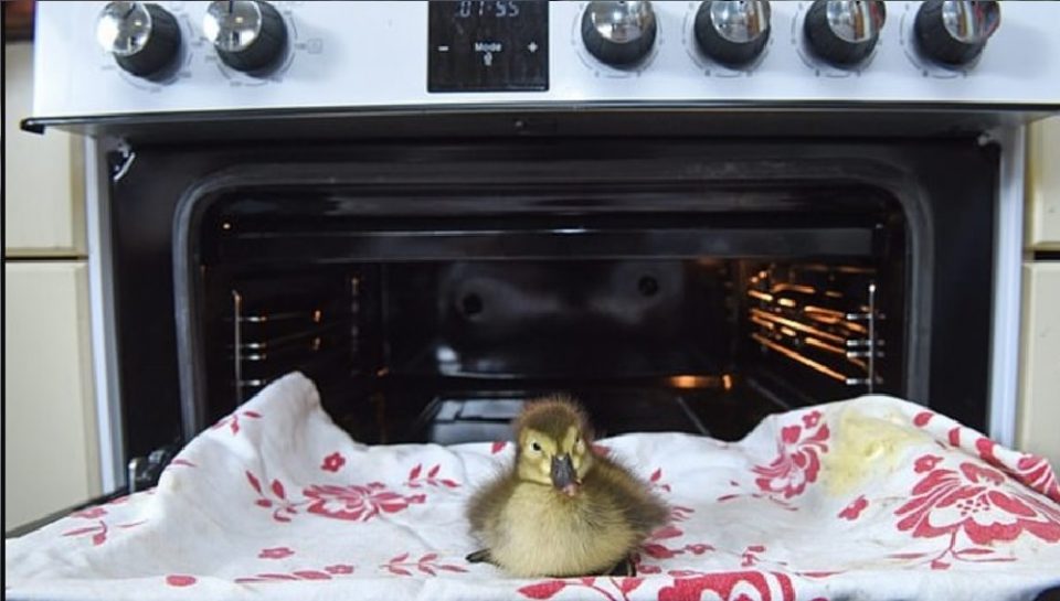 Encontró un huevo en el suelo, lo incubó en el horno y nació un patito