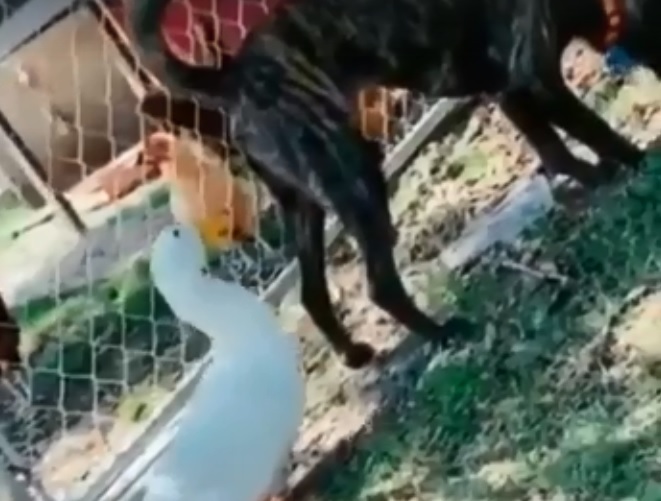 Un pato valiente “picoteó” a un perro y el resultado se hizo viral