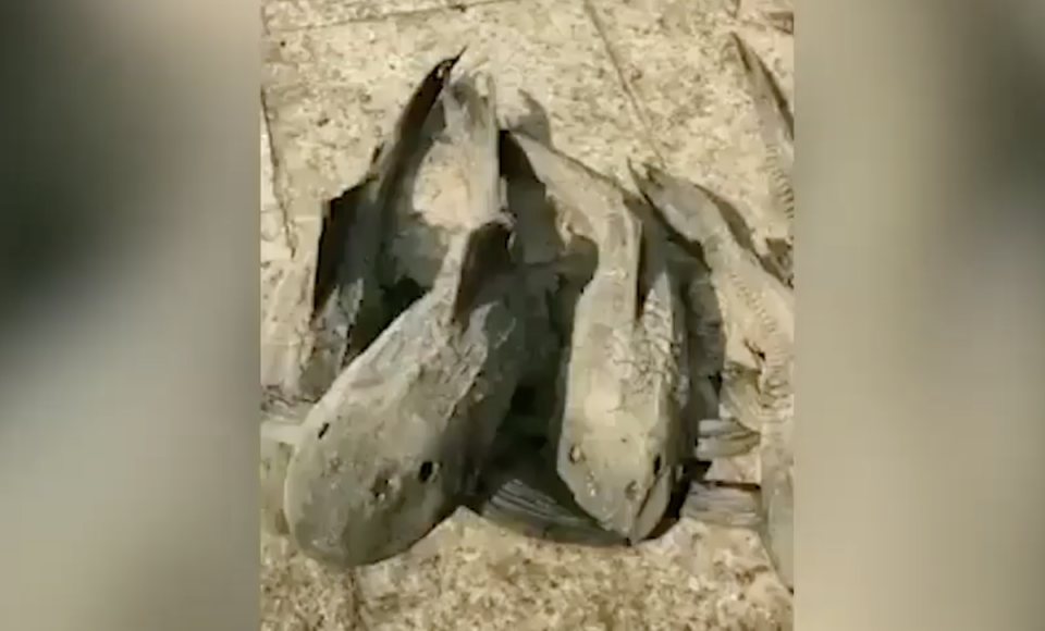 Video: pensó haber encontrado peces fosilizados pero se llevó una gran sorpresa