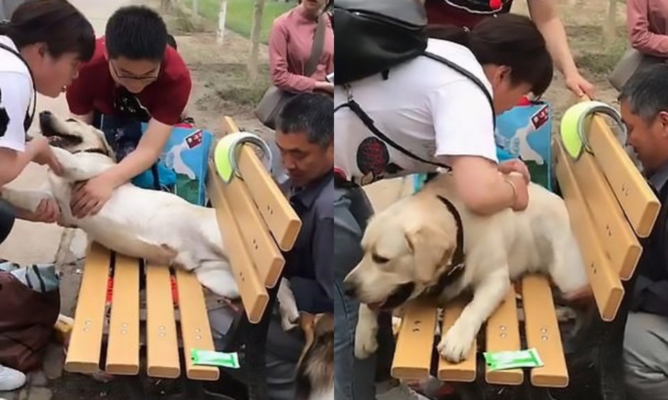 Video: un perro quedó atrapado en un banco por su sobrepeso