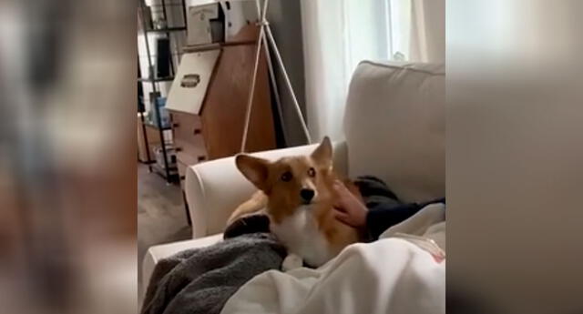 El divertido video de un perro que reclama las caricias de su dueña