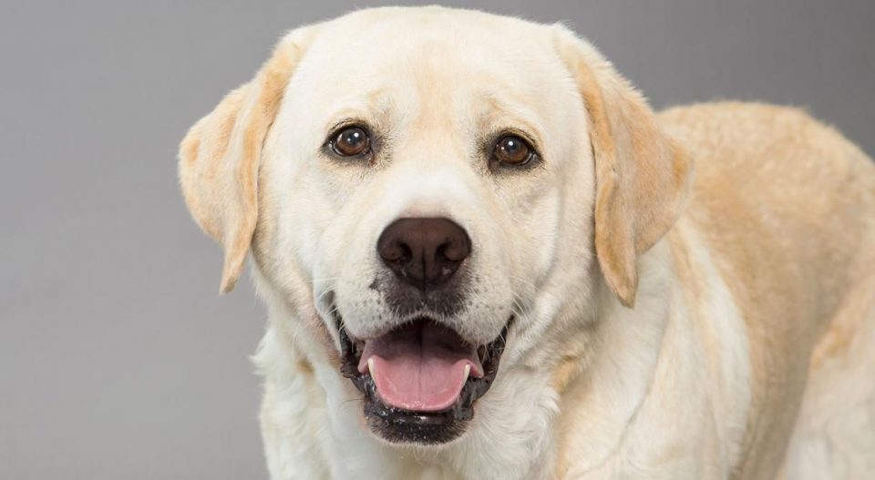 ¿De qué color ven los perros?: un experto reveló la verdad científica detrás del mito