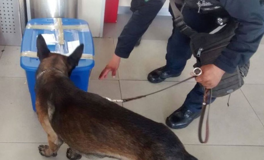 La enorme sorpresa que se llevó la policía al abrir una caja señalada por un perro antidrogas