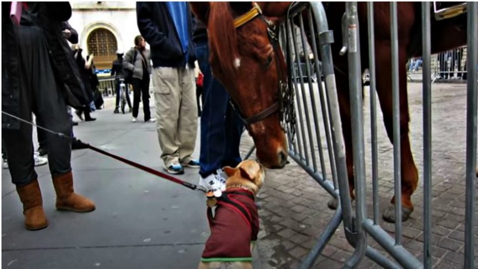 El tierno video de un perro jugando con un caballo que se volvió viral
