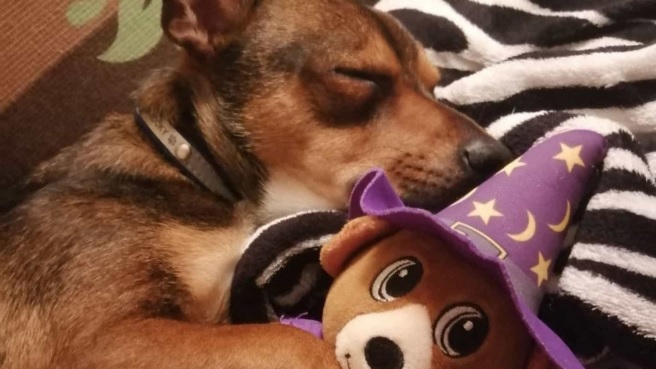 Un perro se tragó un palo (de la mitad de su tamaño) y debieron operarlo de urgencia