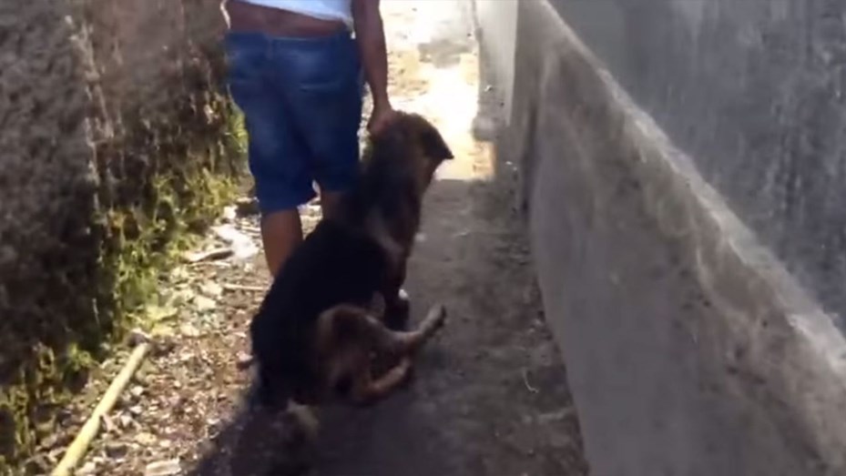 Asesinó al perro de su vecina y ahora está detenido acusado de maltrato animal