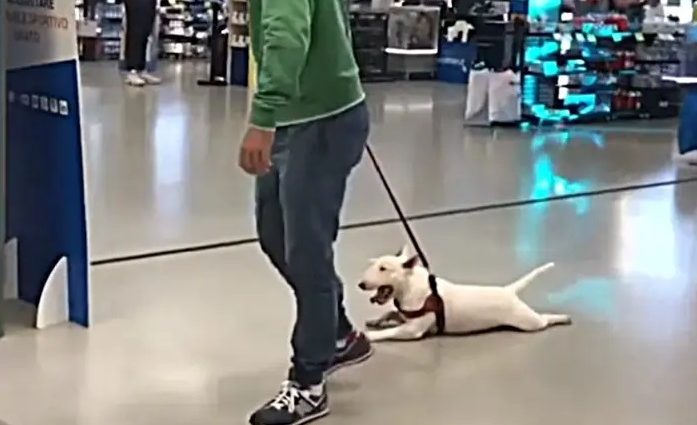 Un perro “fiaca” se tiró al suelo porque no quería caminar y su dueño lo arrastró