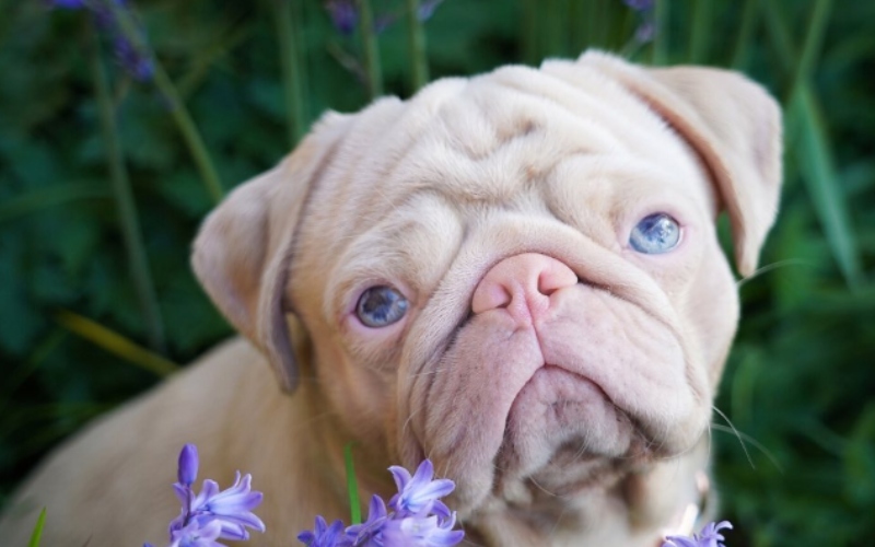 Un perro “rosado” es el nuevo rey de las redes: a qué se debe su particular color de pelo