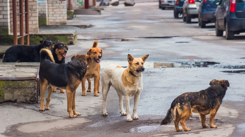 Compró pastillas para envenenar perros, las ingirió por error y murió