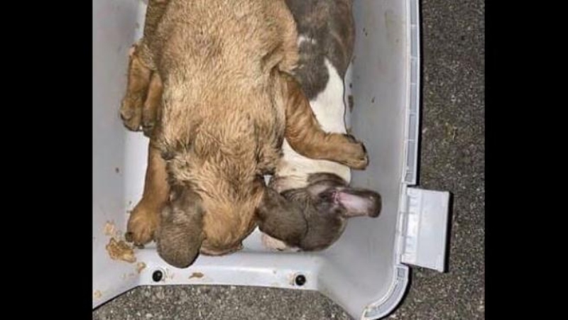 Hallaron 38 cachorros muertos en la bodega de un avión