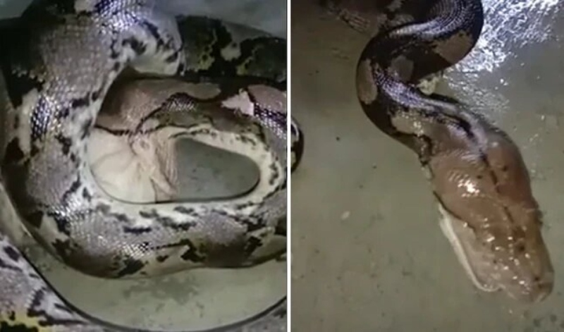 Video: el estremecedor instante en que un pitón abrió sus mandíbulas para comerse unos pollitos