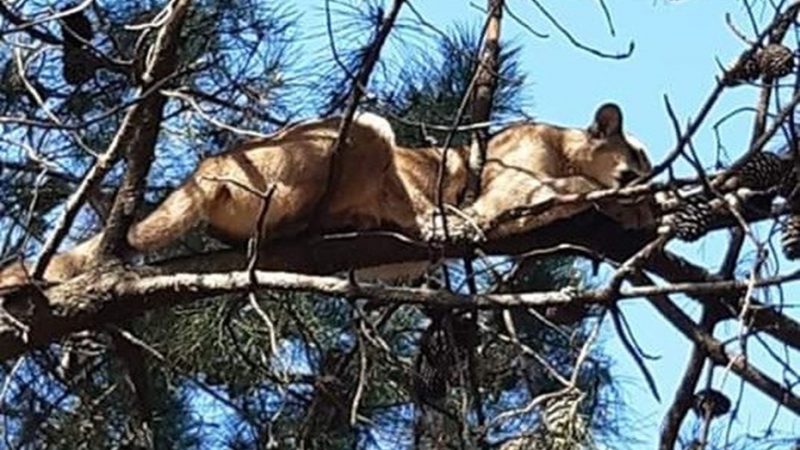 Encontraron un puma sobre un pino (muy dormilón)