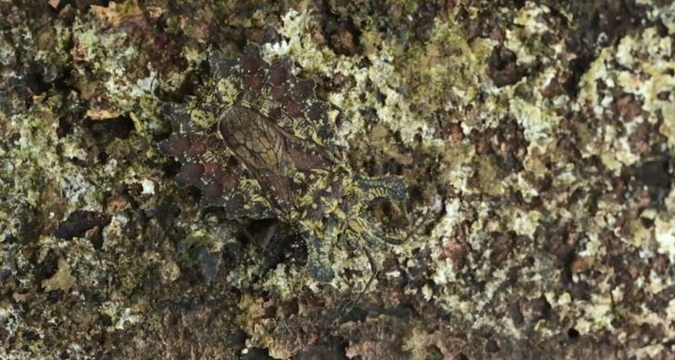 El complejo reto viral que es tendencia: encontrá el insecto oculto en esta imagen