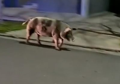 Denuncian maltrato a la chancha que apareció en las calles de Paraná