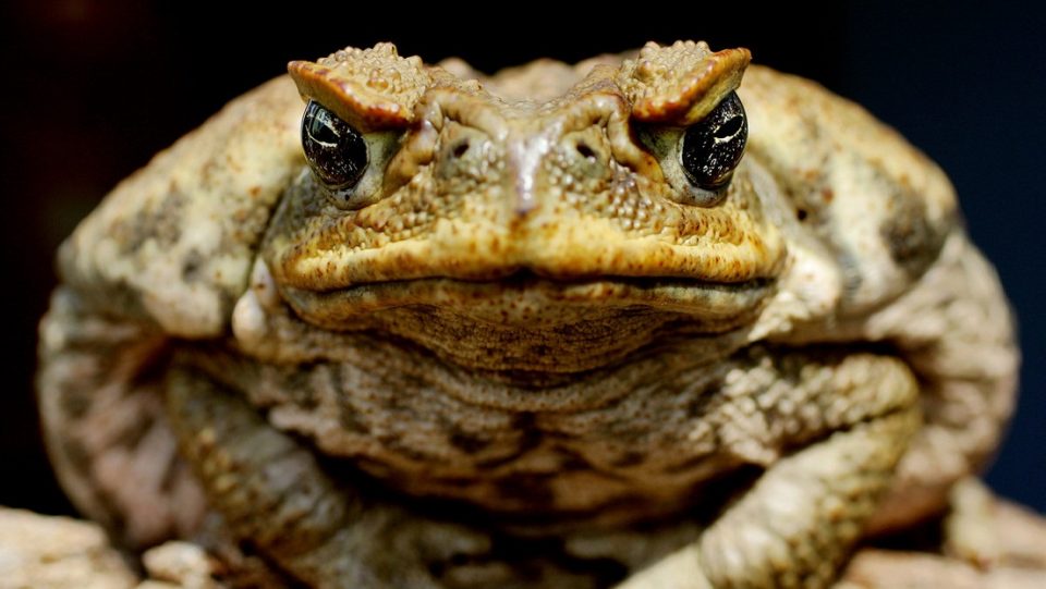 Alarma por la aparición de sapos gigantes y con veneno que amenazan a las mascotas domésticas
