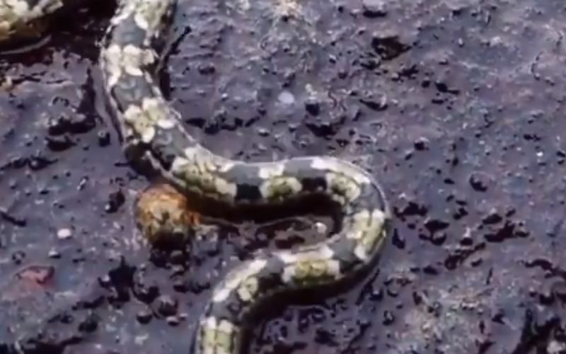Apareció una “araña serpiente” que causó temor (y teorías) en las redes