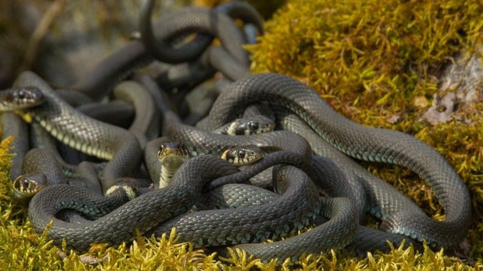 Encontró una serpiente en su casa, la sacó pero al regresar descubrió más de 40 crías