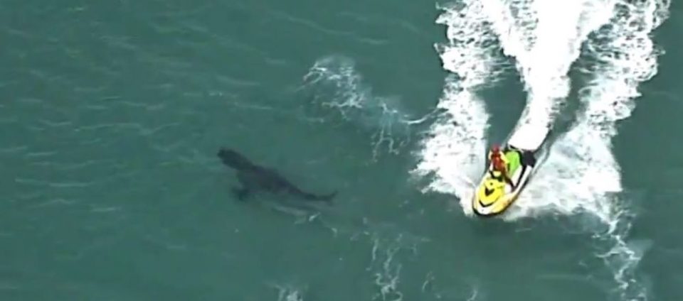 Video: un tiburón blanco de tres metros atacó y mató a un surfista