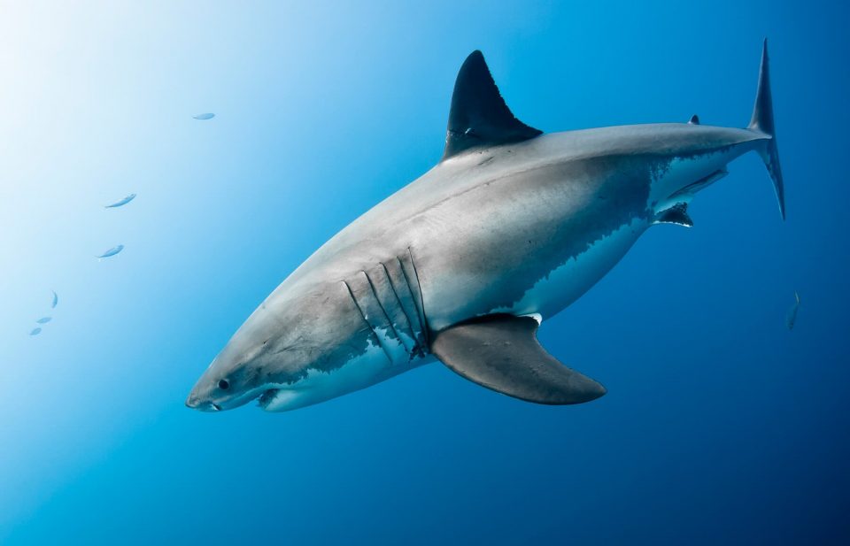 Video: el intimidante rodeo de un tiburón blanco a un bote de pescadores