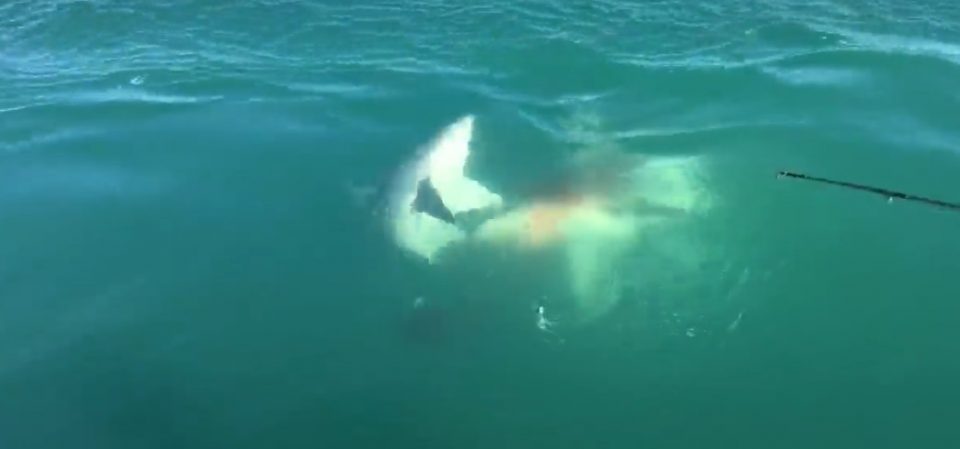 Video: el impresionante salto de un tiburón para devorar a otro