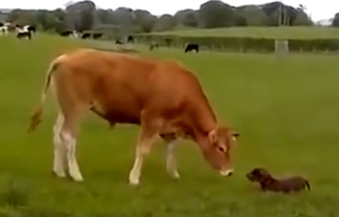 Video: la divertida (y desaforada) reacción de un perro al encontrarse con una vaca