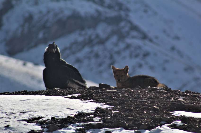 Impactante: un zorro y un cóndor “posaron” en el Aconcagua y explicaron las razones