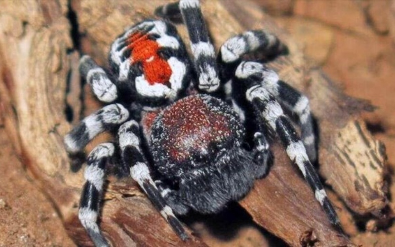 Apareció una araña similar al Joker y la bautizaron Joaquin Phoenix
