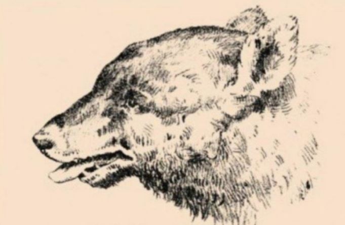 El acertijo visual que pocos superan: encontrar el rostro de una persona oculto en este lobo